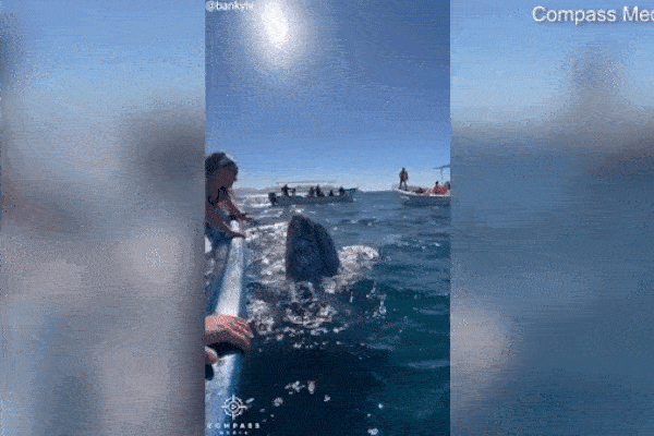 Bất ngờ chạm trán cá voi xám 45 tấn ở cự li cực gần