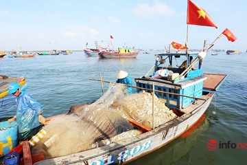 Cá trích nhiều gấp đôi năm trước, ngư dân xứ Quảng mỏi tay gỡ 'lộc biển' đầu năm