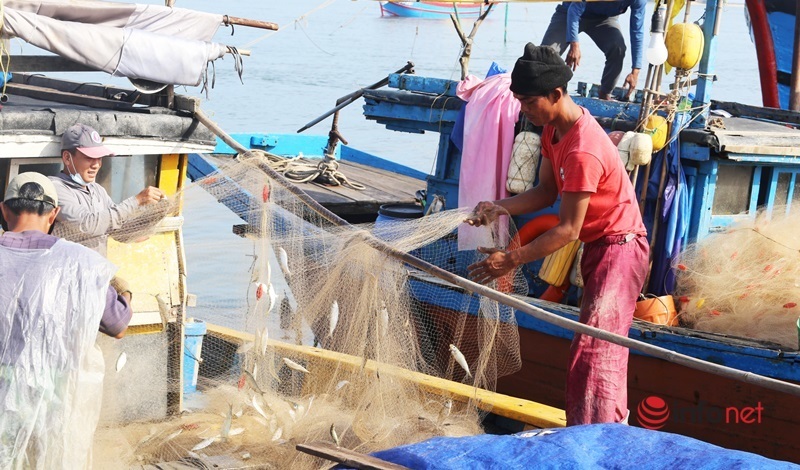 Cá trích nhiều gấp đôi năm trước, ngư dân xứ Quảng mỏi tay gỡ 'lộc biển'