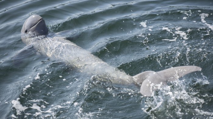Phát hiện xác cá voi nước ngọt 110kg trên sông đưa ra cảnh báo đáng buồn