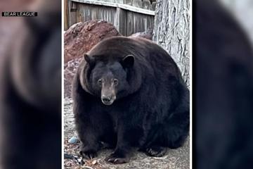 Con gấu đen 226 kg đột nhập, càn quét hơn 30 ngôi nhà ở California