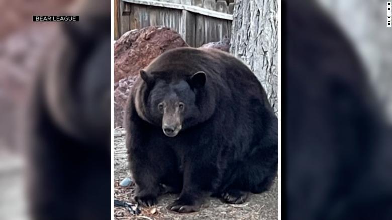 Con gấu đen 226 kg đột nhập, càn quét hơn 30 ngôi nhà ở California