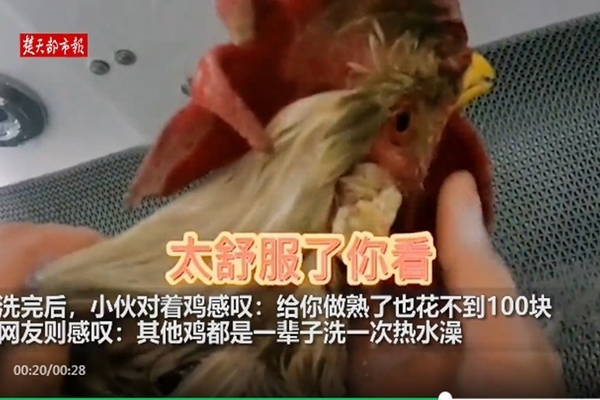 Chủ nhân bạo tay chi 30 USD để gà cưng từ quê lên phố tắm sang chảnh