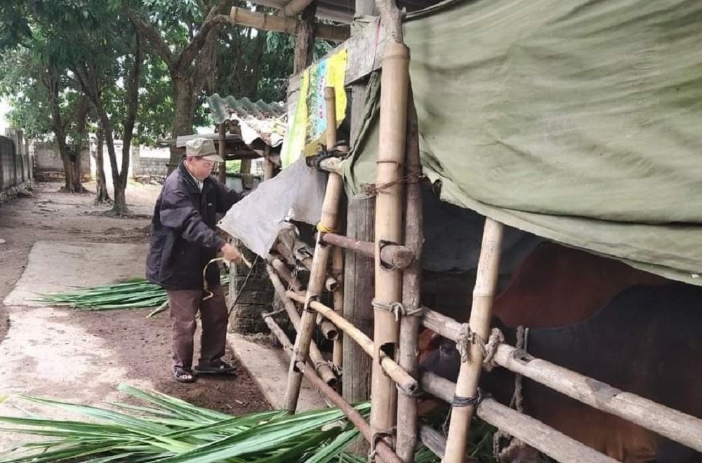 Nghệ An: Khẩn cấp hỗ trợ 4.000 'áo ấm' cho trâu bò chống rét