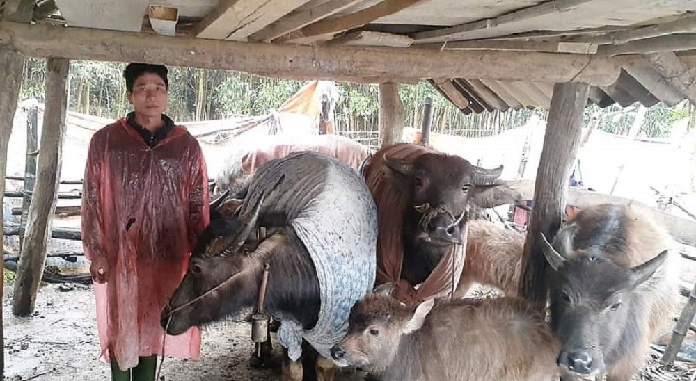Nghệ An: Khẩn cấp hỗ trợ 4.000 'áo ấm' cho trâu bò chống rét