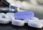 Đối tượng nào tuyệt đối không dùng thuốc Molnupiravir?