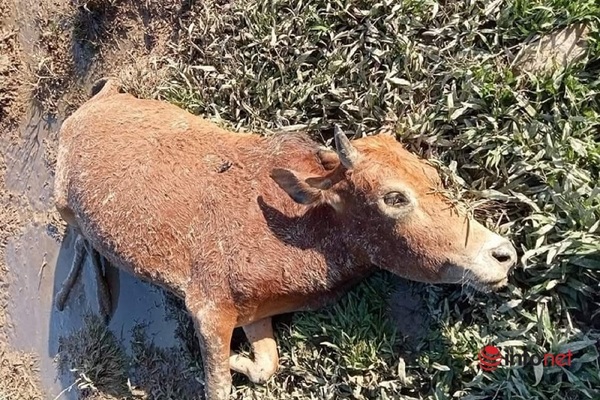 Hàng nghìn con trâu bò chết vì đói rét ở Nghệ An