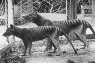 Sinh vật lạ nghi là hổ Tasmania xuất hiện trên đường phố Australia