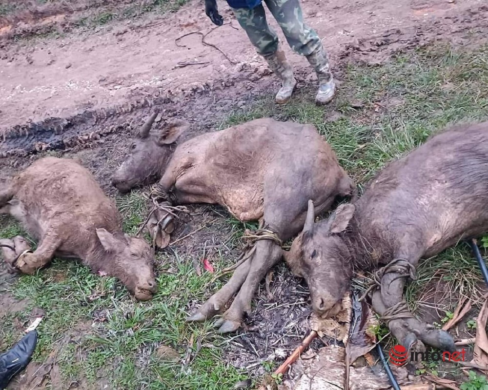 Hàng nghìn con trâu bò chết vì đói rét ở Nghệ An