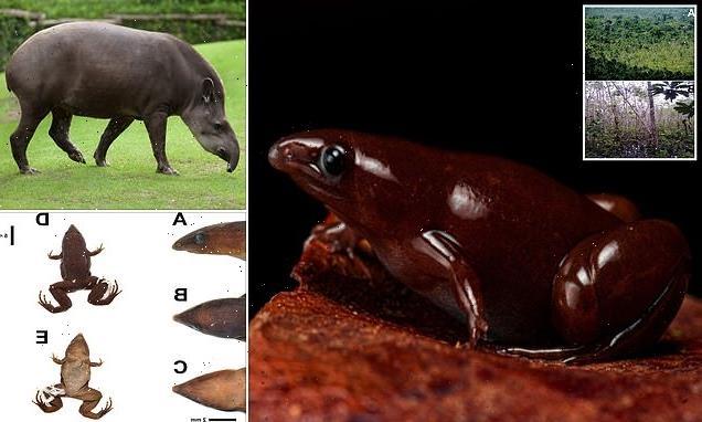 Phát hiện loài ếch mới trong rừng Amazon kích thước nhỏ, mũi giống heo