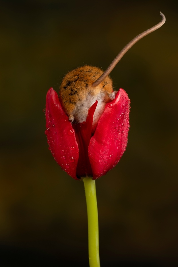 Bộ ảnh chuột đồng đu bám trên hoa tulip gây sốt