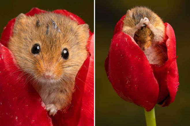 Bộ ảnh chuột đồng đu bám trên hoa tulip gây sốt