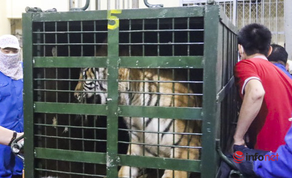 Những hình ảnh về 8 con hổ được giải cứu ở Nghệ An được Vườn thú Hà Nội tiếp nhận