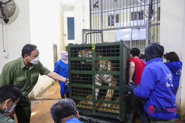 Những hình ảnh về 8 con hổ được giải cứu ở Nghệ An được Vườn thú Hà Nội tiếp nhận