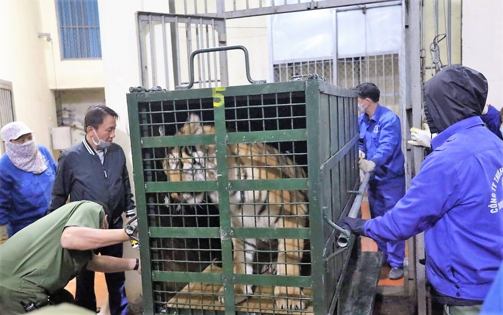 Thông tin mới nhất vụ 17 cá thể hổ trưởng thành được 'giải cứu' ở Nghệ An