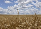 Thế giới sẽ ra sao nếu thiếu lúa mì từ Nga và Ukraine?