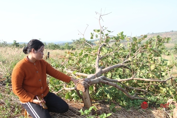 Đắk Nông: Hàng chục gia đình kêu cứu vì bị hành hung, chặt phá vườn cây