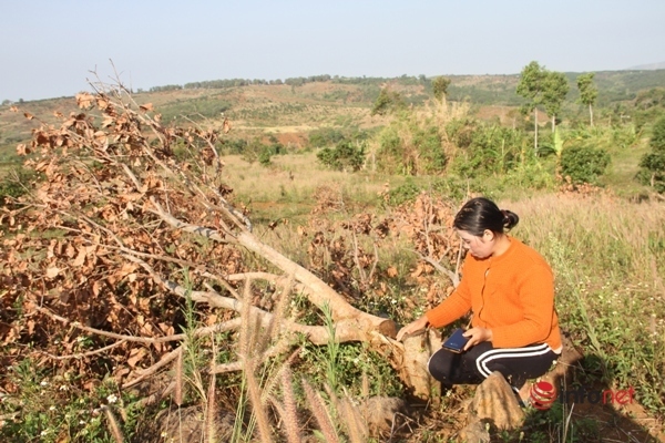 Đắk Nông: Hàng chục gia đình kêu cứu vì bị hành hung, chặt phá vườn cây