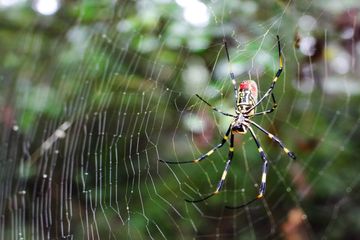 Hàng triệu con nhện bay xâm chiếm bờ đông nước Mỹ