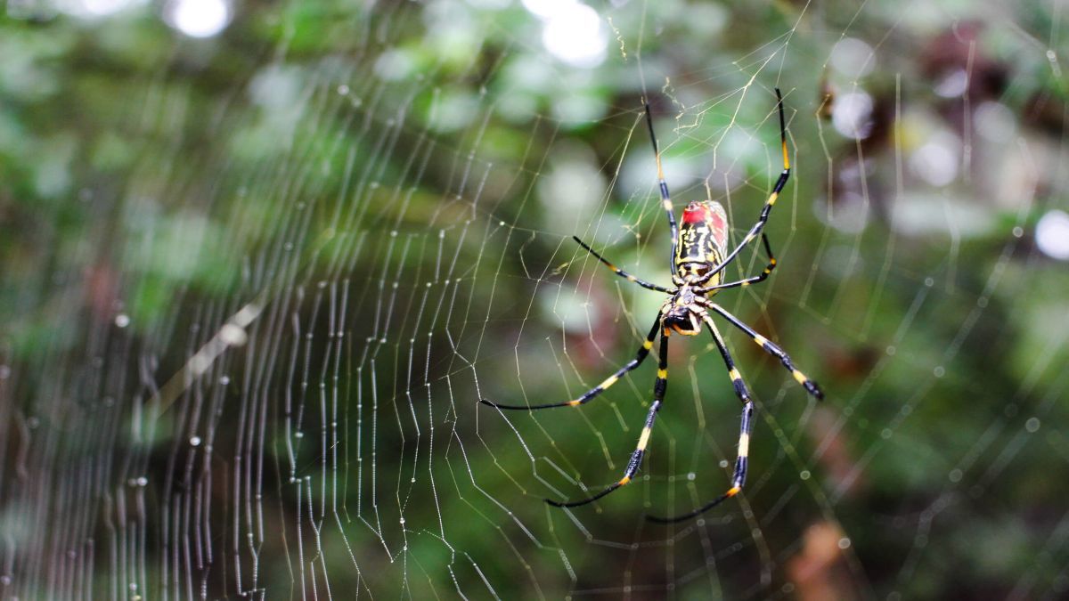 Millions of flying spiders invade the east coast of the United States