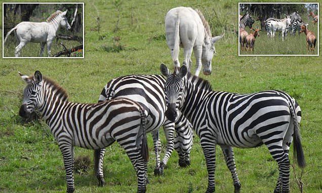 Phát hiện ngựa vằn bạch tạng hiếm thấy ở châu Phi
