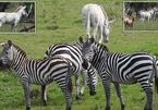 Rare albino zebra found in Africa