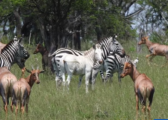 Rare albino zebra found in Africa