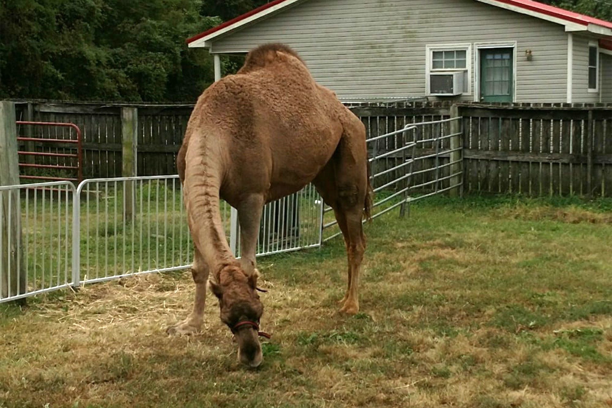 Camel escapes from US zoo to attack people