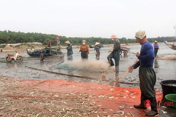 2h sáng ra biển thả lưới, cá trích mắc dày đặc, ngư dân Nghệ An hồ hởi thu tiền triệu mỗi ngày