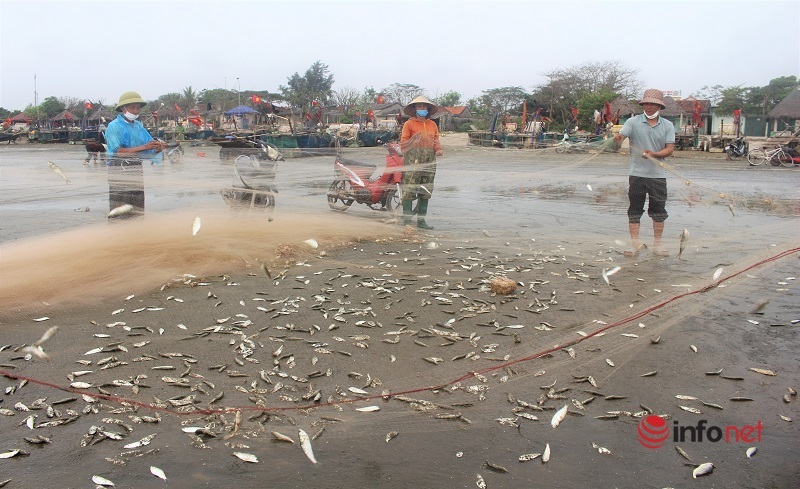 2h sáng ra biển thả lưới, cá trích mắc dày đặc, ngư dân Nghệ An hồ hởi thu tiền triệu mỗi ngày