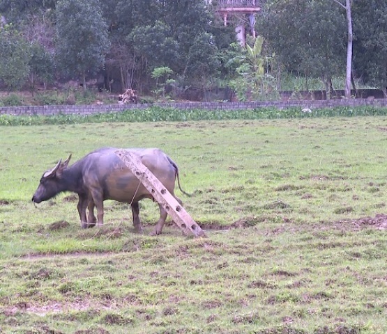 Hit the truck to catch the buffalo