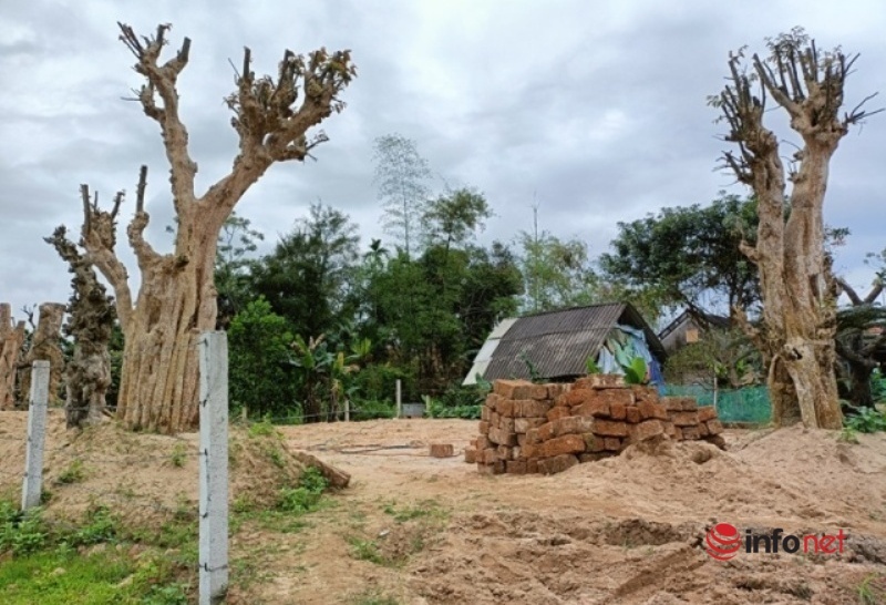 The 100-year-old world tree was stolen, moved from Ha Tinh to Ninh Binh, the identity of the thief has not been revealed