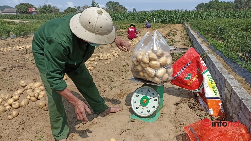 Trồng loại khoai tây to bằng nắm tay, mỗi sào hơn 1 tấn củ, nông dân phấn khởi thu hàng chục triệu