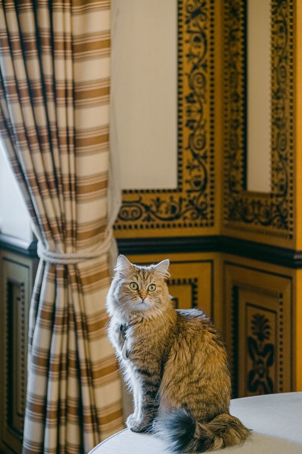 Cuộc sống sang chảnh của mèo 'Nữ hoàng' trong khách sạn 5 sao
