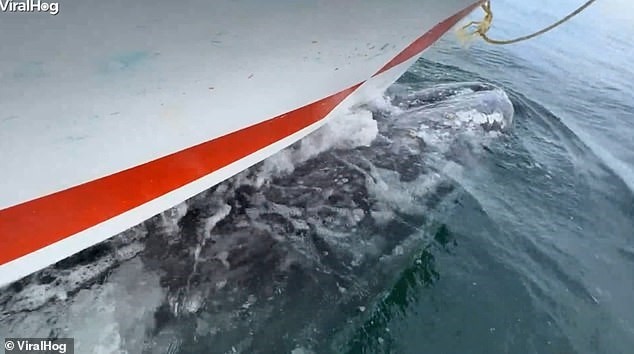 Cá voi xám biến thành ‘xe ôm’ chở du khách dạo chơi