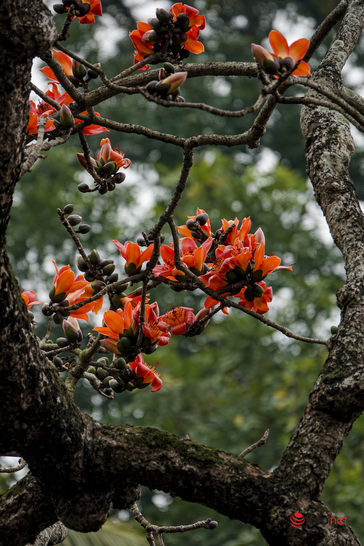 Bright red rice flowers stand out against the sky, there are picturesque 'Hanoi corners'