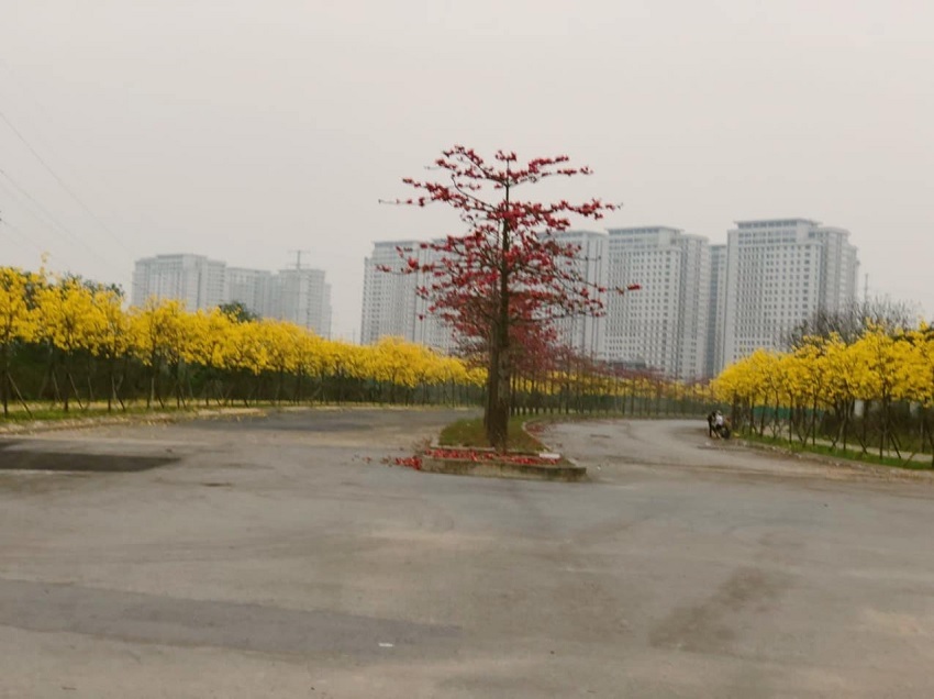 Hanoi's young people have a fever to find the way of brilliant yellow maple flowers in Ha Dong district