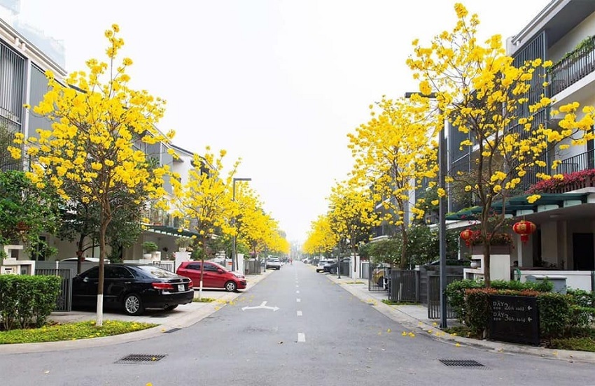 Hanoi's young people have a fever to find the way of brilliant yellow maple flowers in Ha Dong district