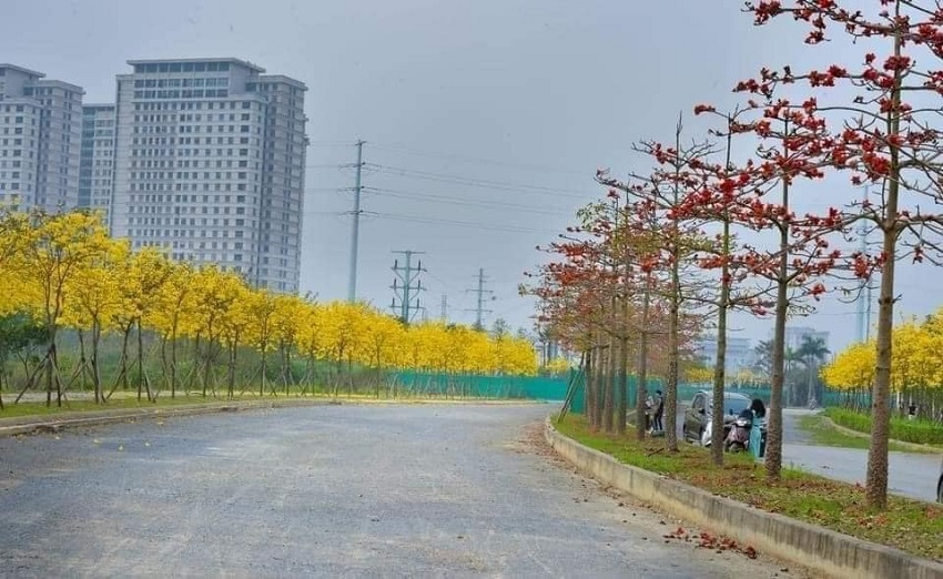 Hanoi's young people have a fever to find the way of brilliant yellow maple flowers in Ha Dong district