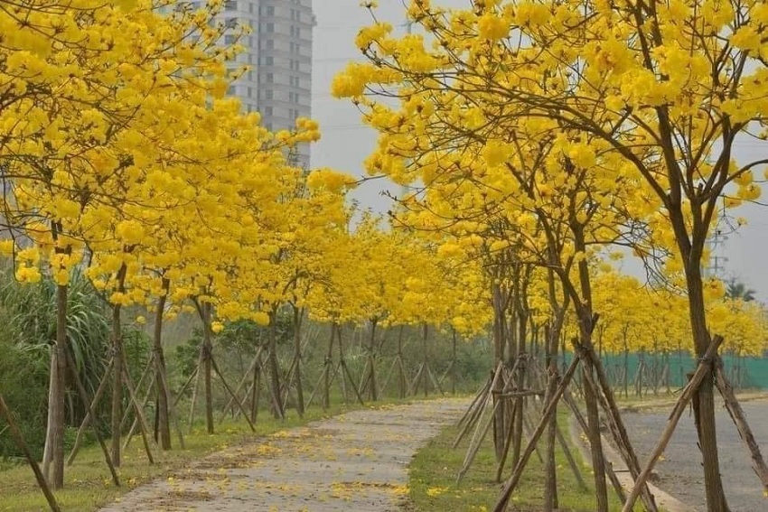 Hanoi's young people have a fever to find the way of brilliant yellow maple flowers in Ha Dong district