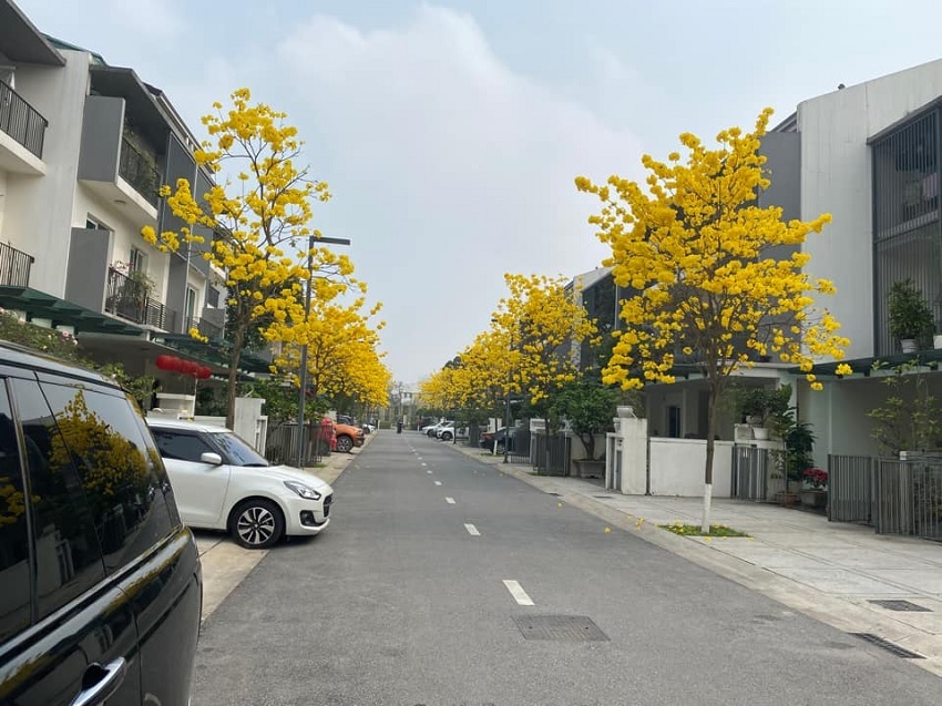 Hanoi's young people have a fever to find the way of brilliant yellow maple flowers in Ha Dong district