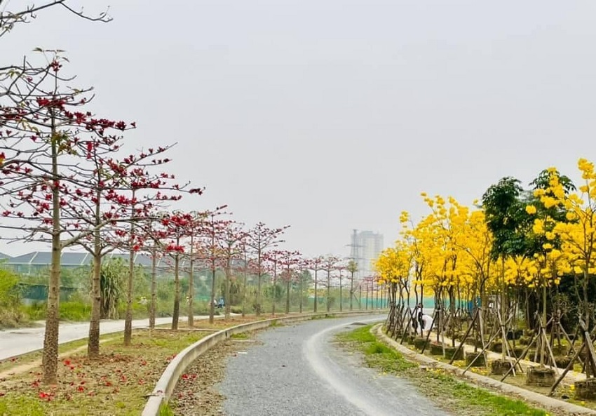 Hanoi's young people have a fever to find the way of brilliant yellow maple flowers in Ha Dong district