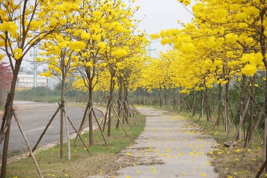 Hanoi's young people have a fever to find the way of brilliant yellow maple flowers in Ha Dong district