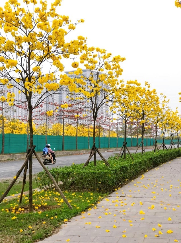 Hanoi's young people have a fever to find the way of brilliant yellow maple flowers in Ha Dong district