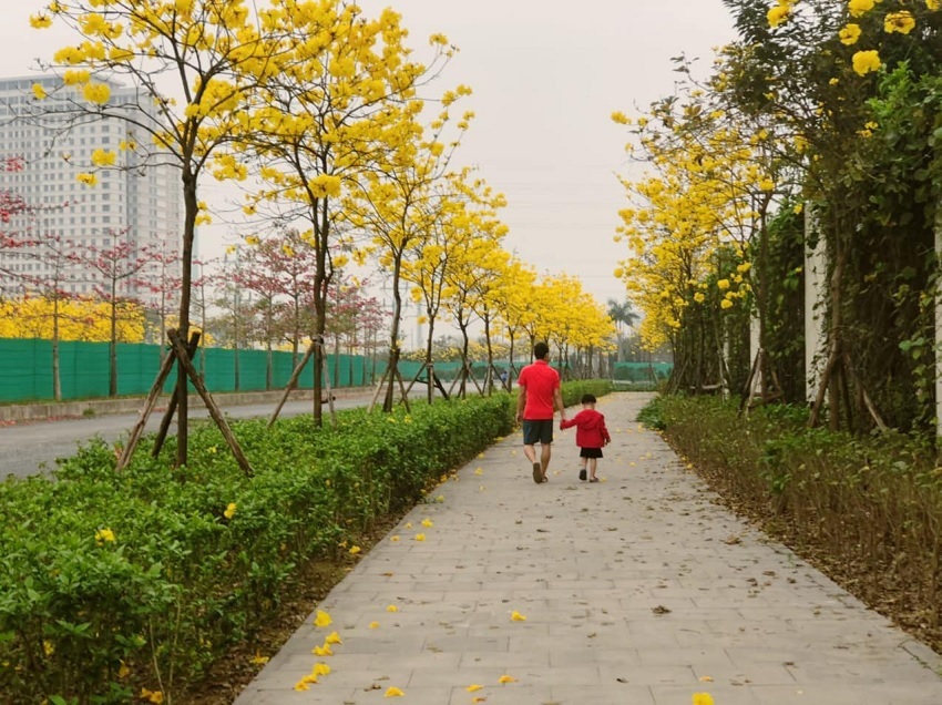 Hanoi's young people have a fever to find the way of brilliant yellow maple flowers in Ha Dong district