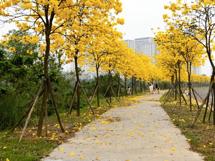 Hanoi's young people have a fever to find the way of brilliant yellow maple flowers in Ha Dong district