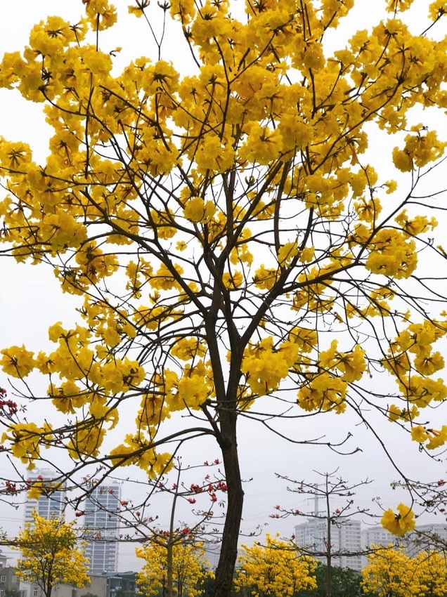 Hanoi's young people have a fever to find the way of brilliant yellow maple flowers in Ha Dong district