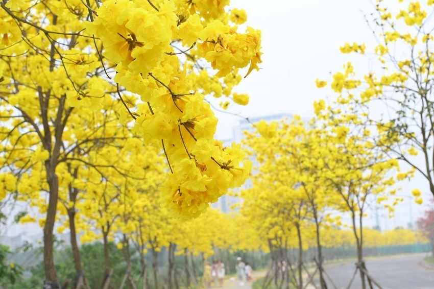 Hanoi’s young people have a fever to find the way of brilliant yellow maple flowers in Ha Dong district
