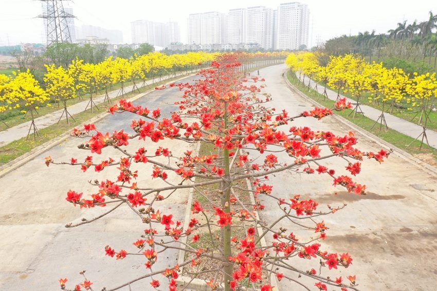 Hanoi's young people have a fever to find the way of brilliant yellow maple flowers in Ha Dong district