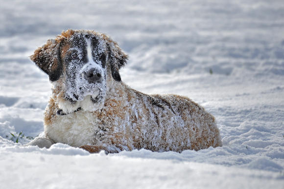 Miraculously escaping death after an avalanche, the return of the pet dog surprised the owner